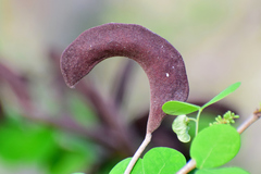 Microlobius foetidus