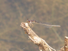 Enallagma dubium