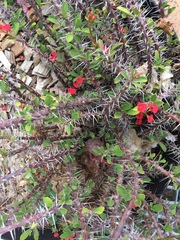 Euphorbia milii splendens