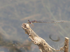 Enallagma dubium