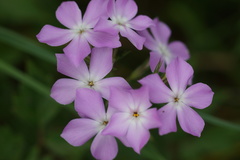 Phlox pilosa