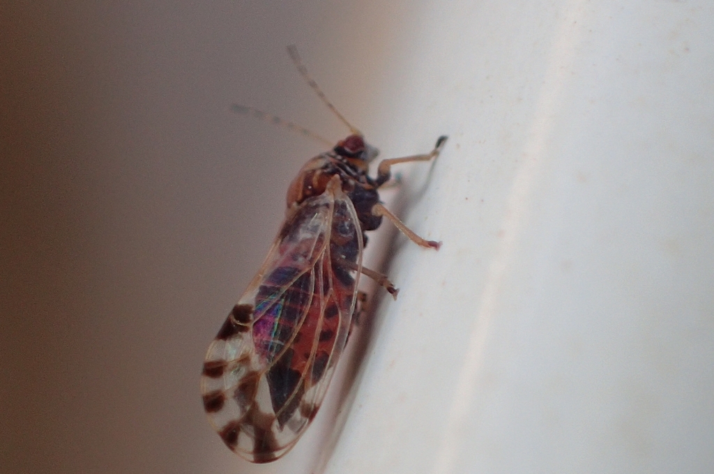 Cercis psylla
