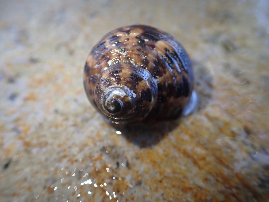 Turban Snails from Karangasem Regency, Bali, Indonesia on May 4, 2024 ...