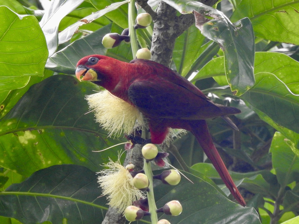 Cardinal Lory