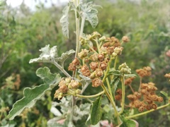 Parthenium fruticosum