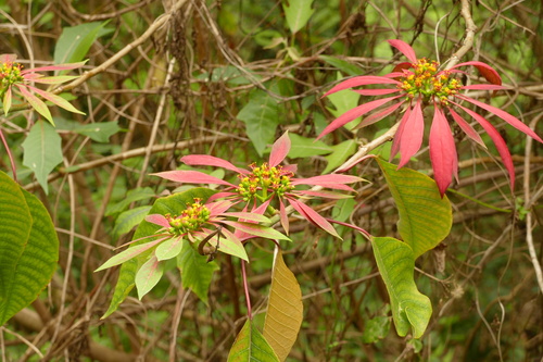 Euphorbia pulcherrima
