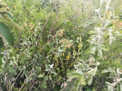 Parthenium fruticosum