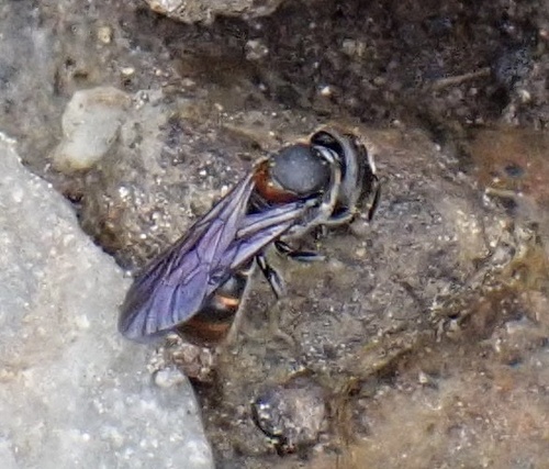 Foto von Chelostoma aureocinctum