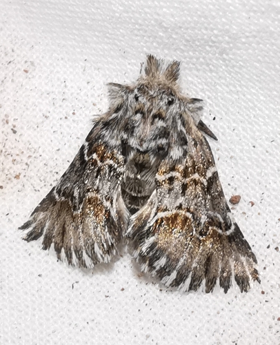 Cleonymia baetica