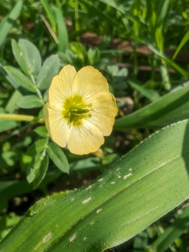 Caribbean caltrop (Kallstroemia pubescens)