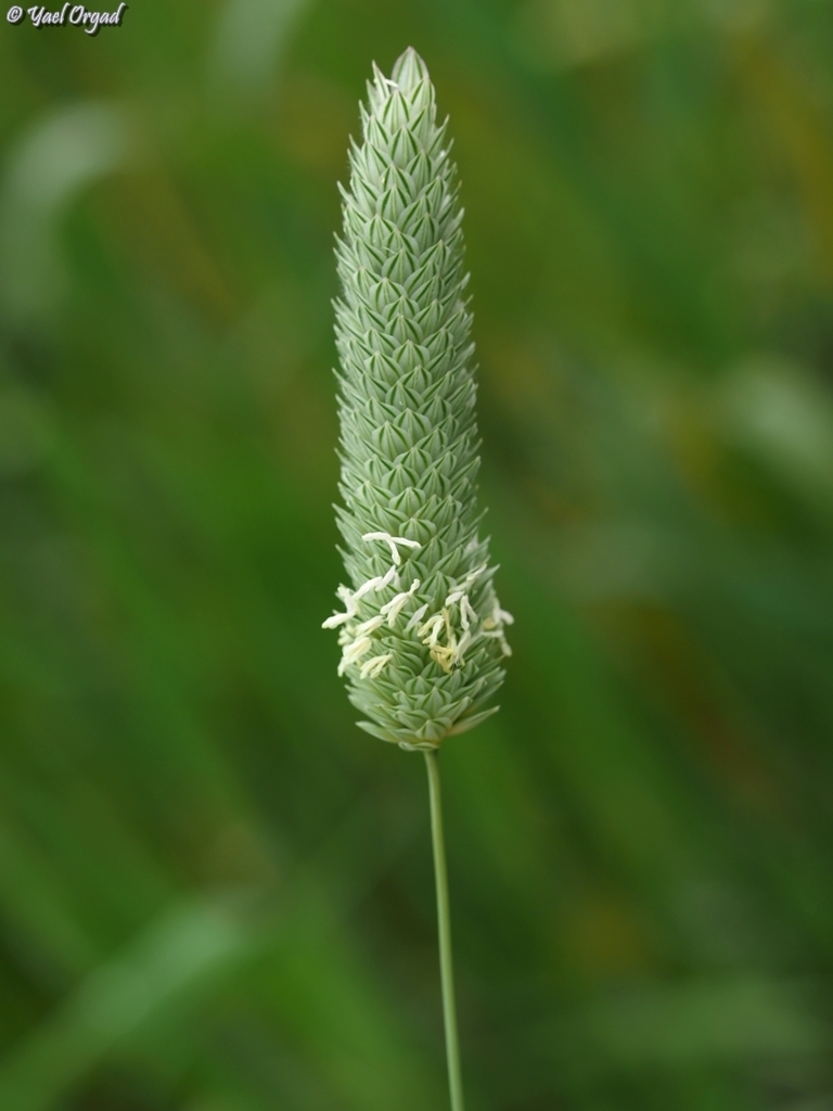 Phalaris tuberosa