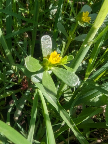 Common Purslane