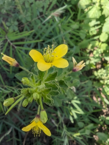 Asian Spiderflower