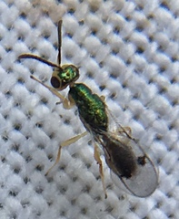 Megastigmidae