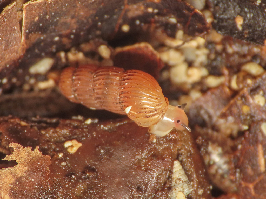 Truncatella guerinii
