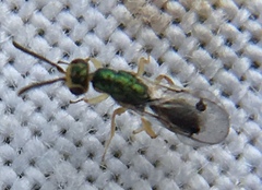 Megastigmidae