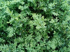 Buxus sempervirens