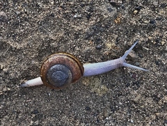 Helminthoglypta phlyctaena