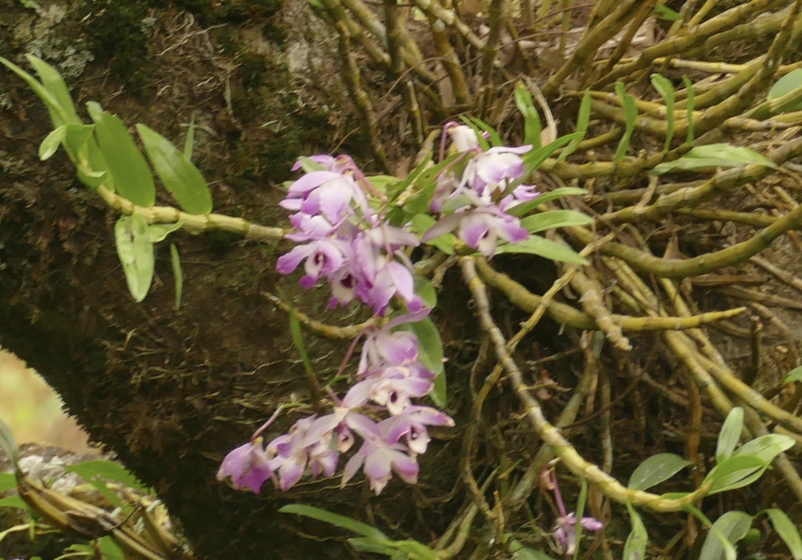 Imagem de Orquídea bambu