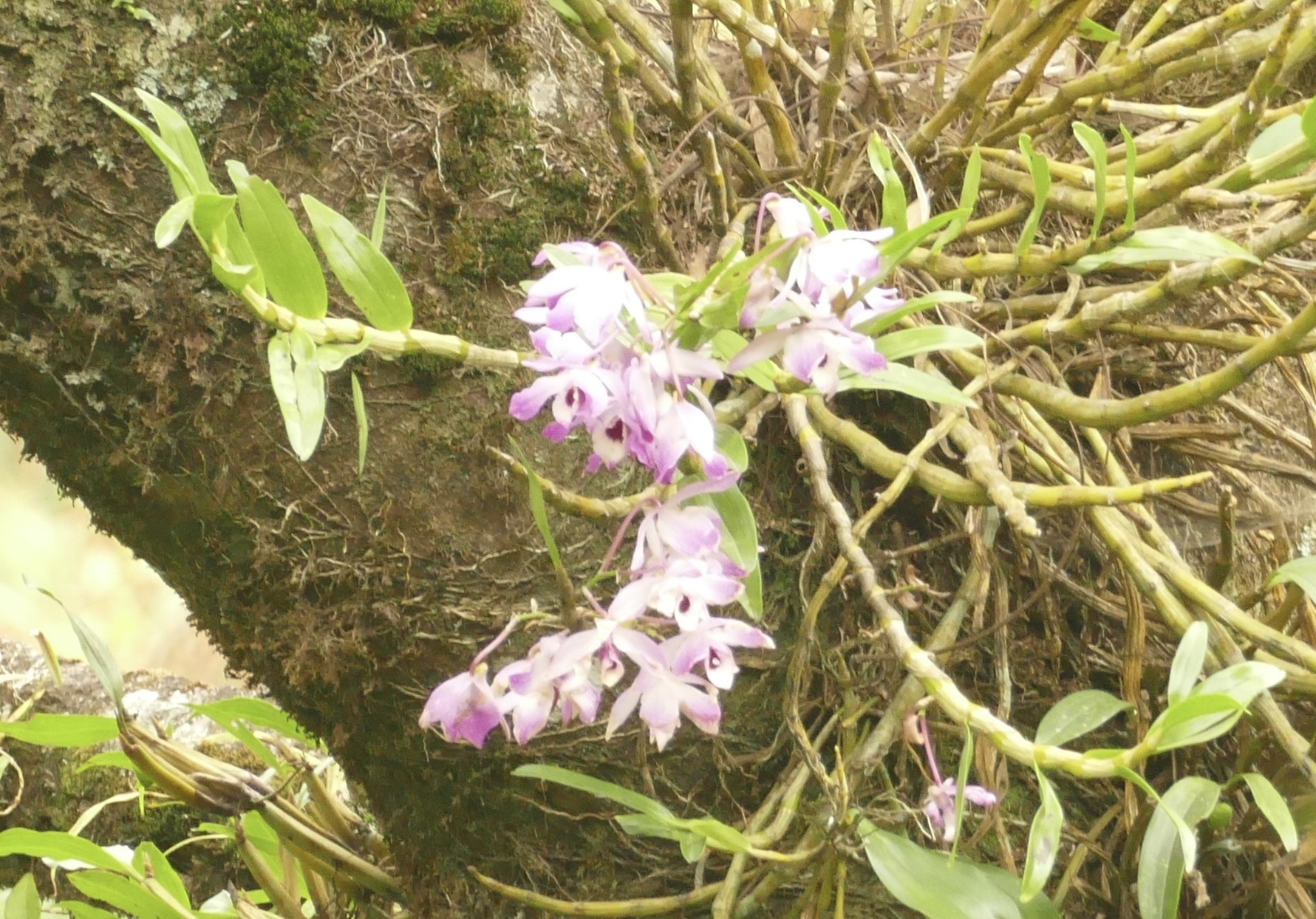 Imagem de Orquídea bambu