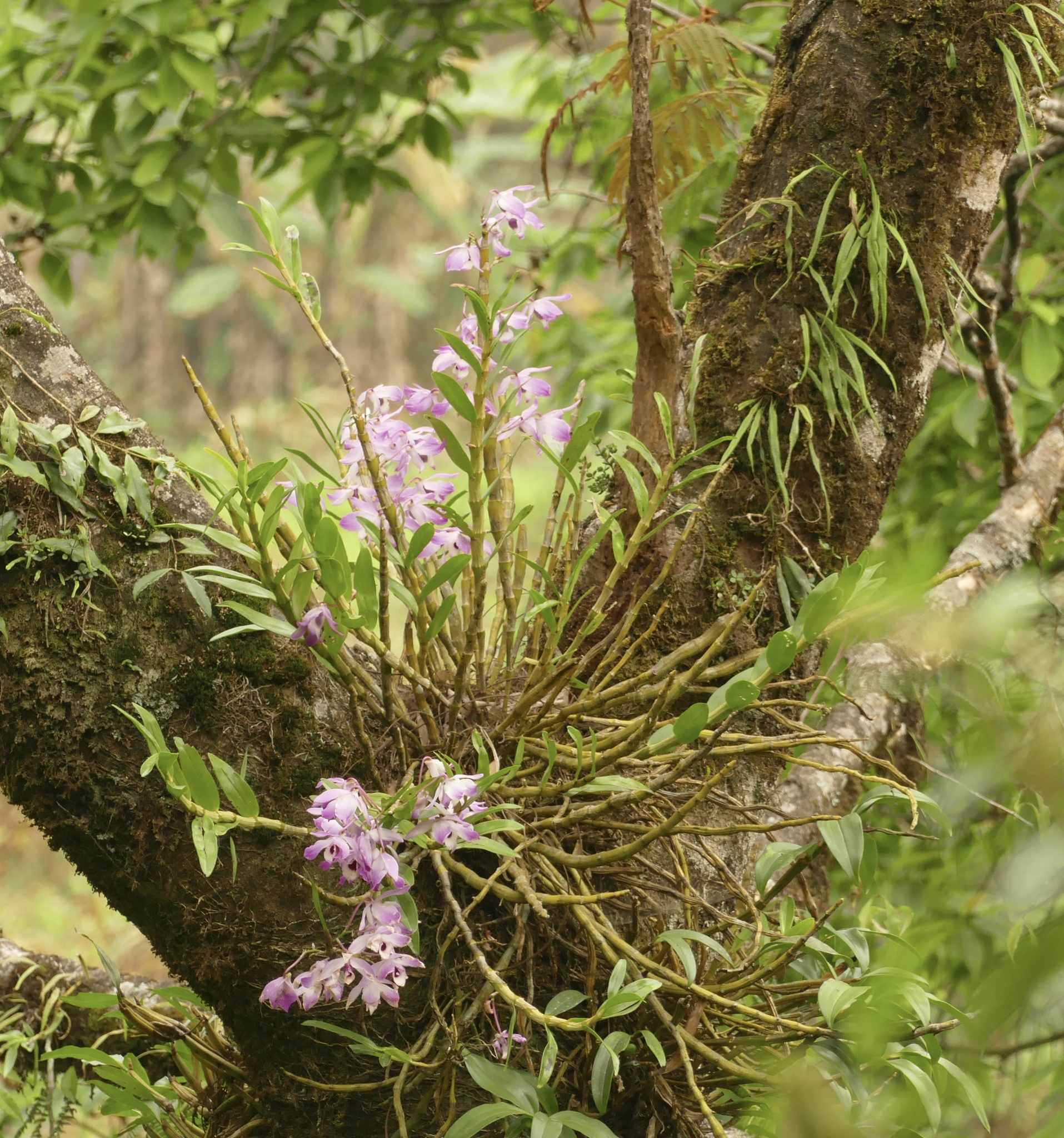 Imagem de Orquídea bambu