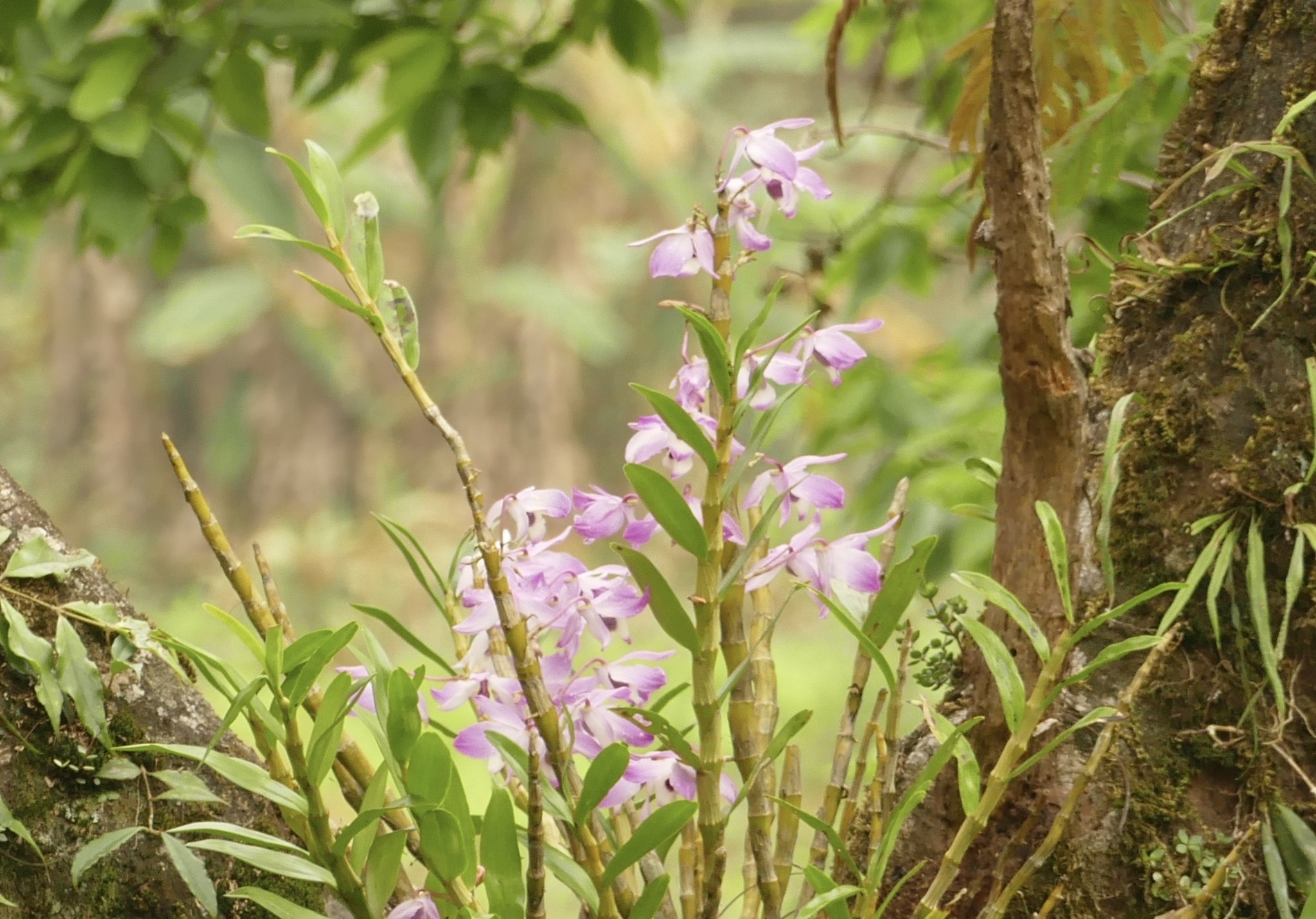 Imagem de Orquídea bambu
