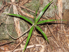 Dracaena concinna, photograph (c) Emanuele Santarelli, some rights reserved (CC BY-SA)