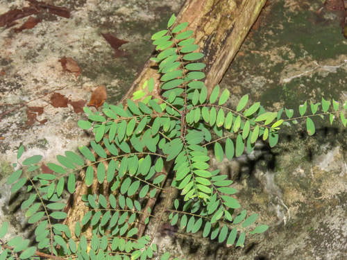 Phyllanthus casticum observed 2024-04-23