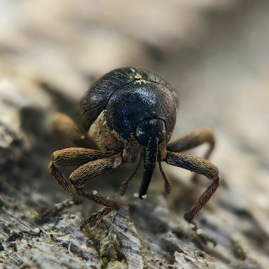 Violet Weevil