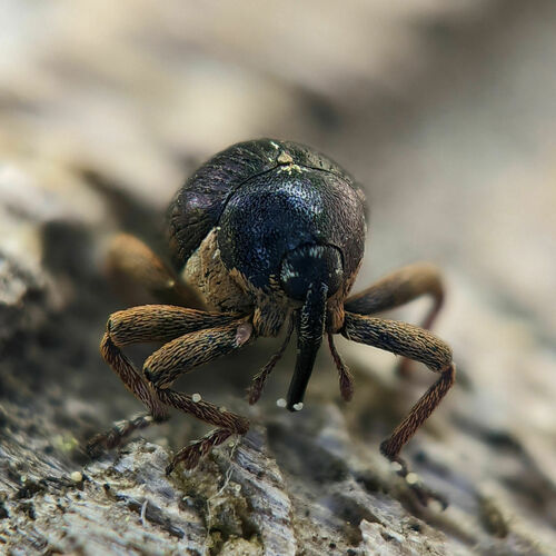 Violet Weevil
