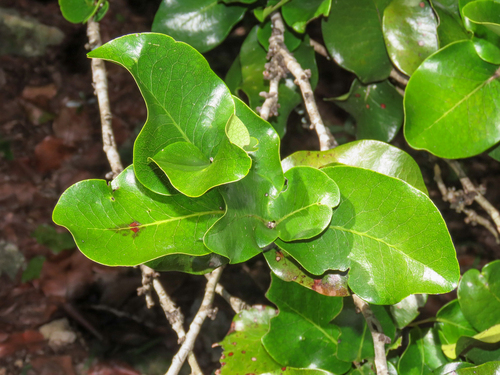 Diospyros egrettarum, photograph 6