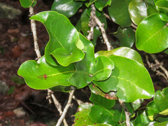 Diospyros egrettarum, photograph (c) Emanuele Santarelli, some rights reserved (CC BY-SA)