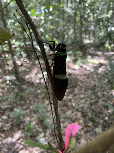 Tosena fasciata
