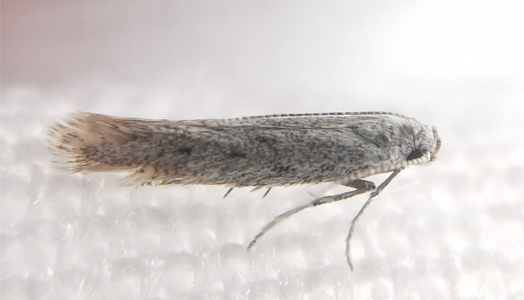 Metzneria campicolella