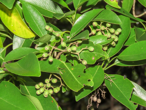Coptosperma borbonicum, photograph 2