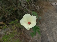 Hibiscus acicularis