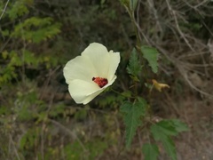 Hibiscus acicularis