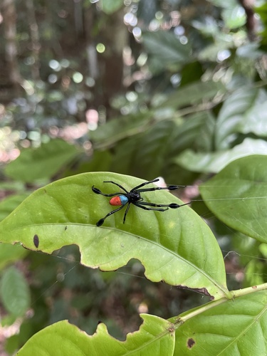Red-and-blue Opadometa
