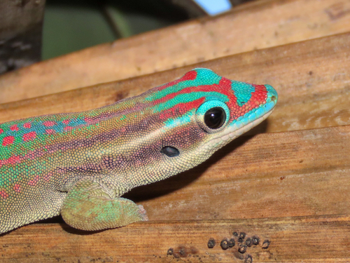Ornate Day Gecko, Phelsuma ornata