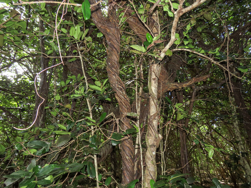 Diospyros egrettarum, photograph 5