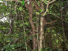 Diospyros egrettarum, photograph (c) Emanuele Santarelli, some rights reserved (CC BY-SA)