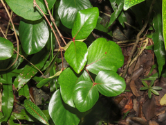 Eugenia lucida, photograph (c) Emanuele Santarelli, some rights reserved (CC BY-SA)
