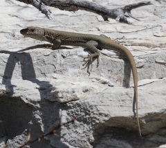 Anatololacerta ibrahimi