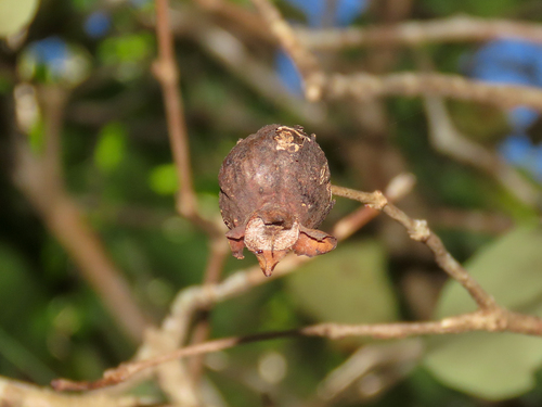 Coptosperma borbonicum, photograph 1