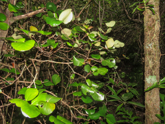 Eugenia lucida