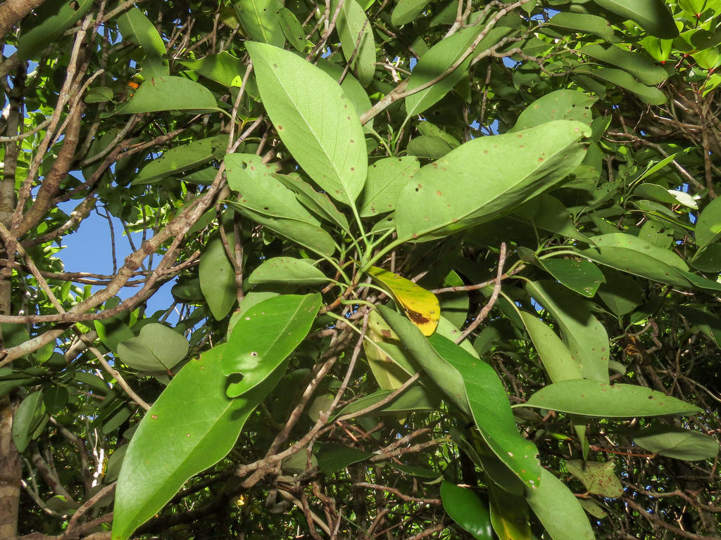 Coptosperma borbonicum; photograph (c) Emanuele Santarelli, some rights reserved (CC BY-SA)