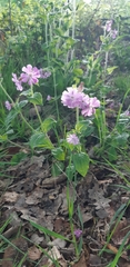 Melandrium