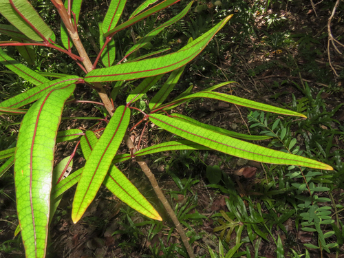 Polyscias maraisiana, photograph 6