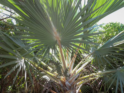 Latania loddigesii, photograph 4