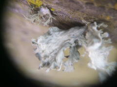 Ramalina canariensis